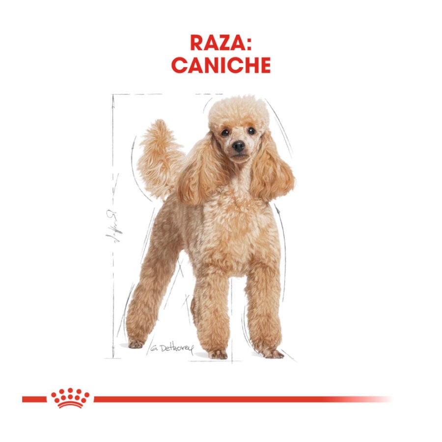 7.5 kg Royal Canin Adult Poodle pienso para perros, , large indicador imagen numero 4